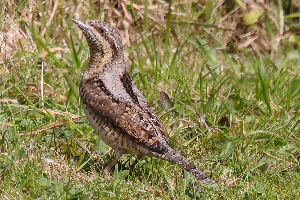 Wryneck